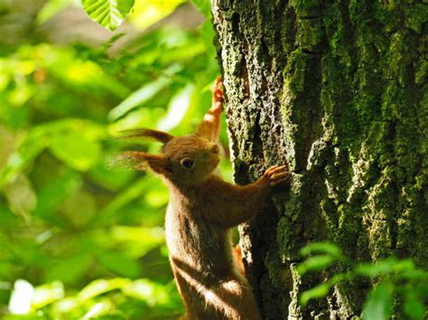 eichhörnchen in german.